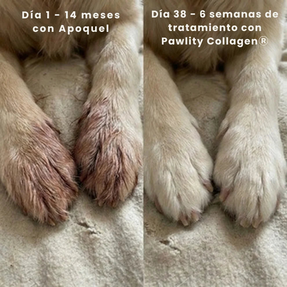 Colageno mascotas