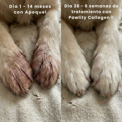 Colageno mascotas