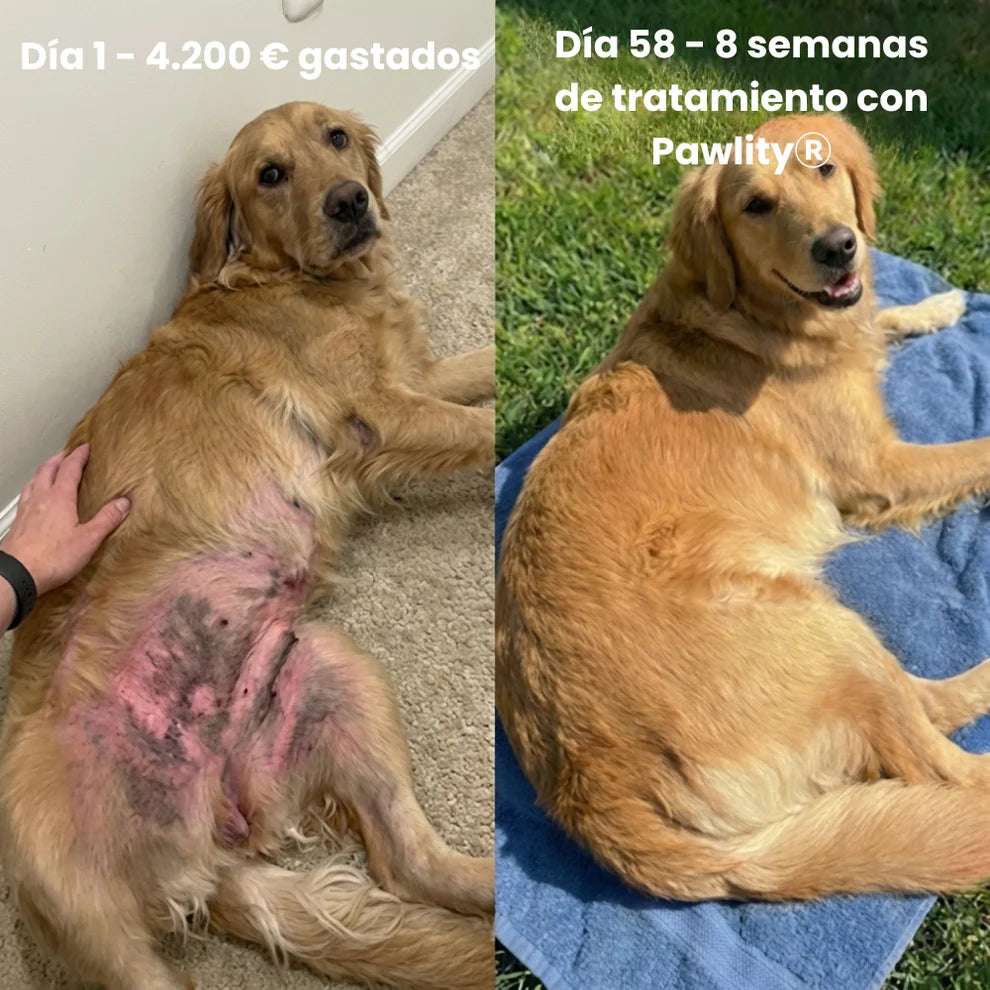 Colageno mascotas