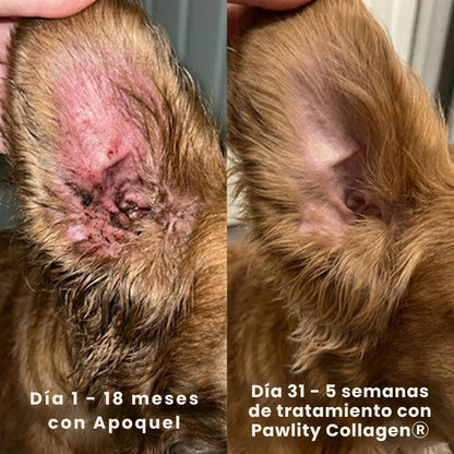 Colageno mascotas